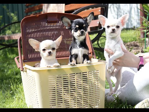 Видео: Обзор Щенков ЧИХУАХУА.Гуляем, смотрим прикус, вес у чихуахуа в 3 месяца. Chihuahua Puppy