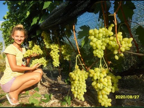 Видео: Виноград Ландыш 2020