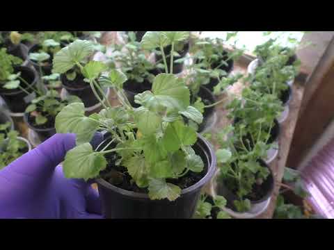 Видео: Пеларгонии Ангелы вытянулись. Срочно обрезаю и черенкую