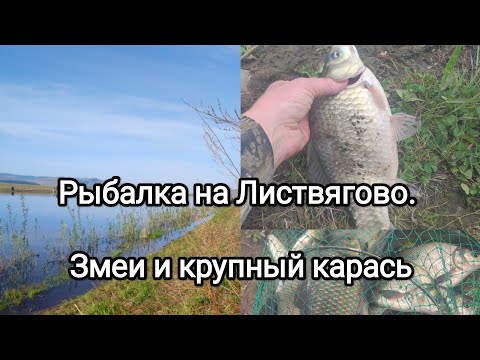 Видео: Рыбалка на Листвягово! Змеи и крупные караси