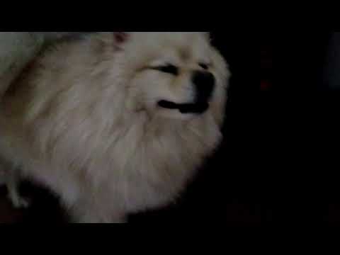 Видео: 31 октября 2025 г.