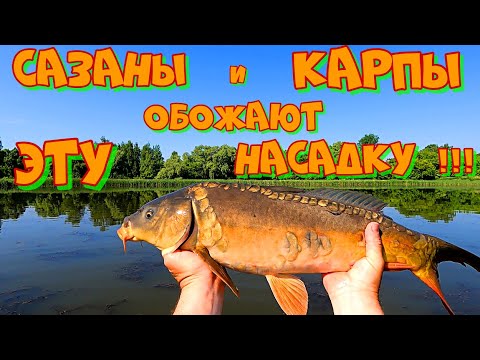 Видео: Дикие КАРПЫ разгибают КРЮЧКИ ! РЫБАЛКА на БОКОВОЙ КИВОК по ЖМУРКАМ .