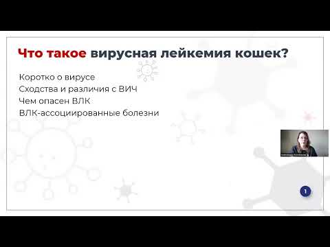 Видео: Вебинар вирусная лейкемия кошек (вирусный лейкоз кошек)