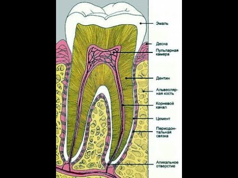 Видео: Гистологическое строение твердых тканей зуба. Лекция 6 ПиМ 1 курс