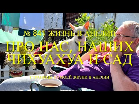 Видео: Про нас, наших чихуахуа Лилли и Люси и наш сад. № 841 Жизнь в Англии