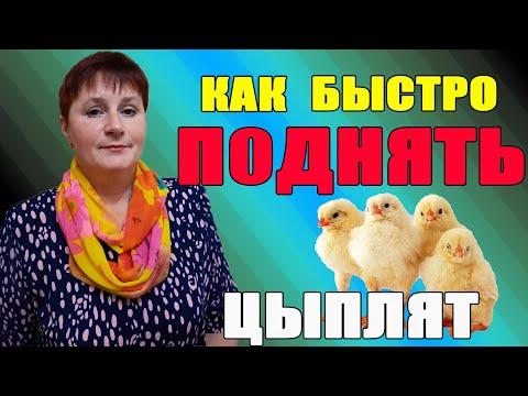 Видео: Как быстро поднять цыплят. Содержание зимой.