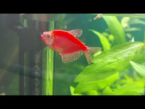 Видео: Пять дней лечения ихтиофтириоза. Результат.