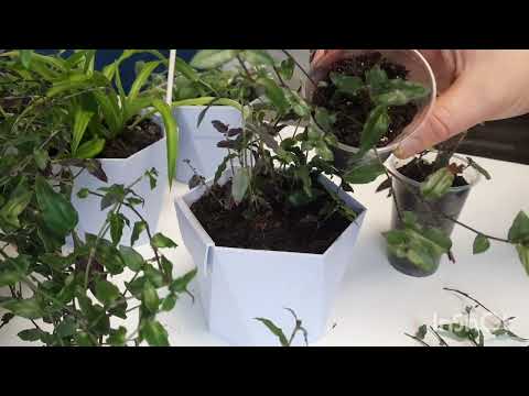 Видео: Как сделать Пышные кашпо с традесканцией ,,Фата невесты,, , будрой вариегатной, каллизией.