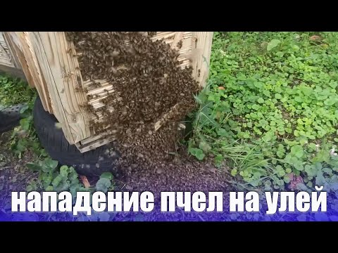 Видео: Воровство пчел, как работать на пасеке когда нет взятка нападение пчел на пасеке