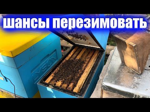 Видео: Как я собираю пчелы в зиму. Слабая семья пчел имеет хорошие шансы перезимовать