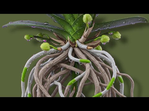 Видео: Я использую картофель таким простым способом! Орхидеи растут как безумные и цветут круглый год.