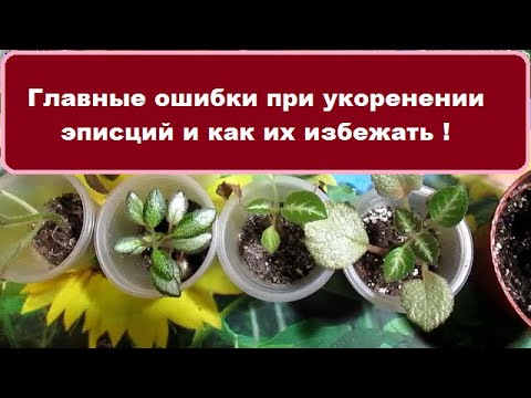 Видео: Для любителей эписций //  По вашим просьбам.- Главные ошибки при укоренении черенков эписций