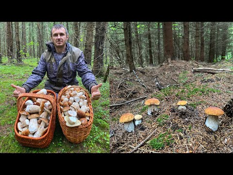 Видео: БЕЛЫЕ ГРИБЫ НА КАЖДОМ ШАГУ! ГРИБАМИ УСЕЯН ВЕСЬ ЛЕС! ВЫ ТОЛЬКО ПОСМОТРИТЕ!