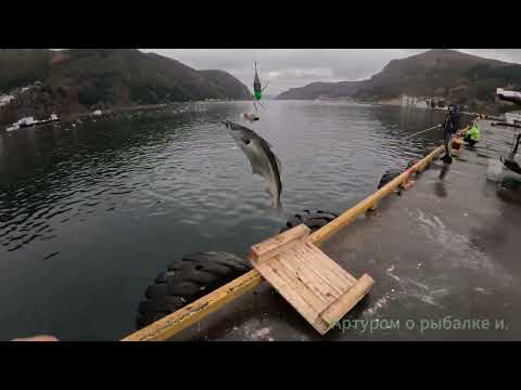 Видео: Червивый  глаз виноват. Она вернулась. Самозасекайки не засекают.