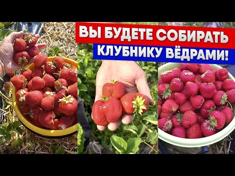 Видео: Вы будете собирать клубнику вёдрами!