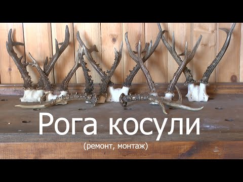 Видео: Рога косули