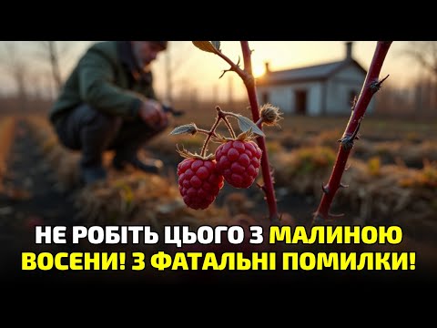 Видео: Обережно! 3 осінні помилки з малиною, які знищують кущі за одну ніч!