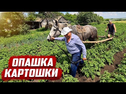 Видео: Опашка картошки | Родная деревня