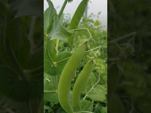Видео: Горошек созрел на массу .