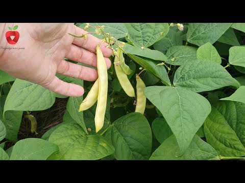 Видео: Как вырастить стручковую фасоль и иметь ее в саду в течение всего сезона