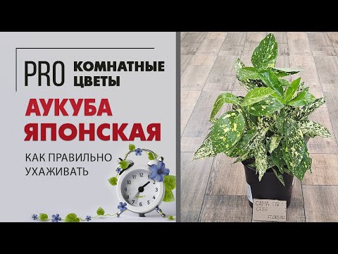 Видео: Аукуба японская кротонолистная | Солнечные зайчики при любой погоде | Комнатное растение