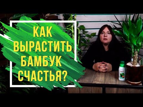 Видео: Как вырастить бамбук счастья у себя дома 🍀 Драцена Сандера домашние растения