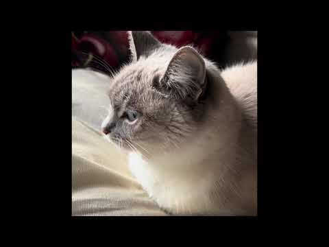 Видео: КАК КОШКА МУСЯ В ВЕТКЛИНИКУ ЕЗДИЛА! ПОПРАВИЛАСЬ!