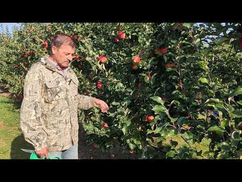 Видео: Сорт яблони Сябрина, мой опыт выращивания.