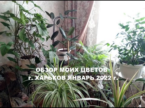 Видео: Обзор комнатных растений