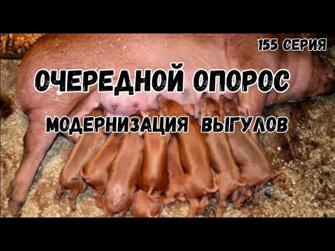 Видео: Очередной опорос .Модернизация летних выгулов для свиней полным ходом.