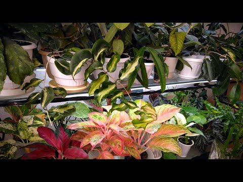 Видео: Мои комнатные растения // #Цветы_на_стеллаже // Отказалась от Филодендронов