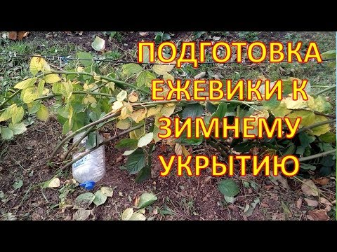 Видео: Как пригнуть и не сломать побеги ежевики при укрытии за зиму. Как укрыть ежевику на зиму.