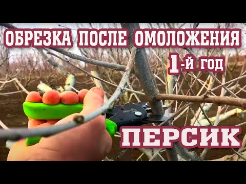 Видео: Правильная обрезка персика ПОСЛЕ ОМОЛОЖЕНИЯ! / Correct Peach Pruning AFTER REJUVENATION