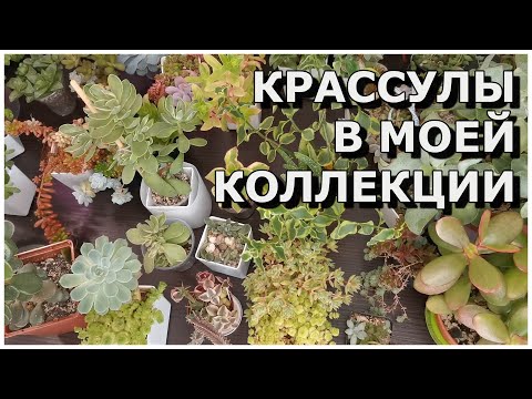 Видео: Крассулы в моей коллекции
