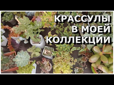 Видео: Крассулы в моей коллекции