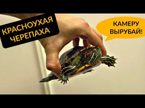 Видео: Красноухая черепаха дома. НЕ ПОКУПАЙ!