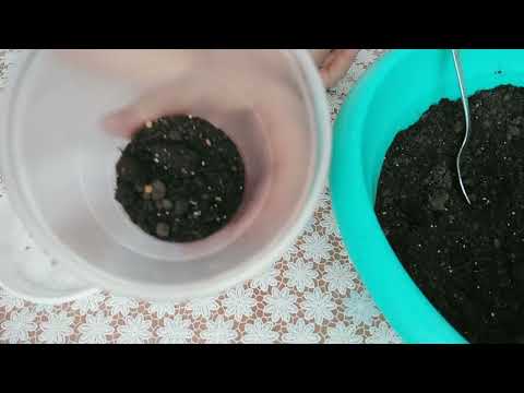 Видео: садимо помідори в стаканчики,на розсаду!