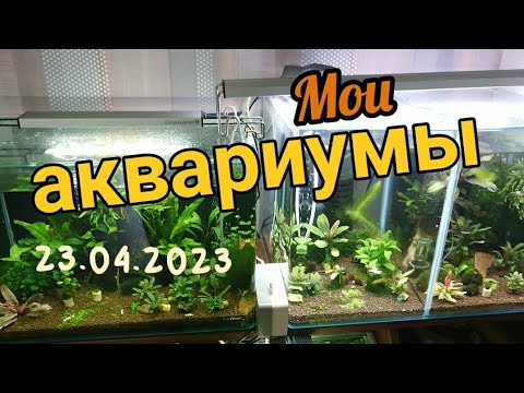 Видео: Обзор моих аквариумов / Икра у креветок / Новые рыбки / Мальки элеотрисов
