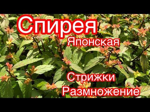 Видео: СПИРЕЯ ЯПОНСКАЯ..РАЗМНОЖЕНИЕ.. СТРИЖКИ