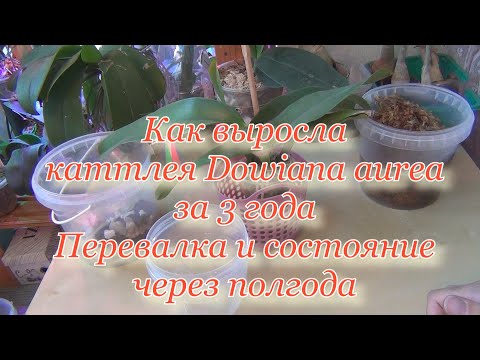 Видео: Как выросла из маленького подростка каттлея Dowiana. Через 3 года переваливаем и смотрим результат