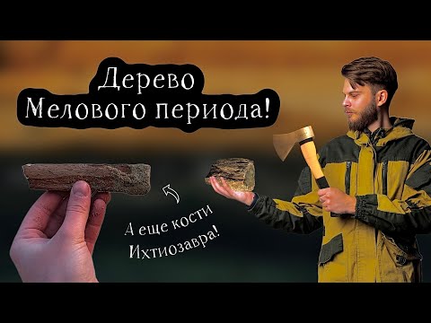 Видео: Зимний поиск: окаменелое ДЕРЕВО и множество ископаемых моллюсков! Окаменелости Мелового периода.