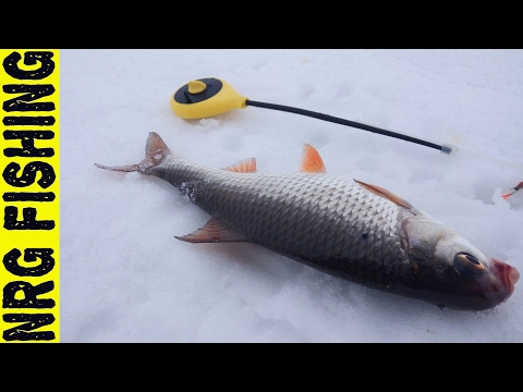 Видео: Как поймать 5 кг крупной плотвы в глухозимье