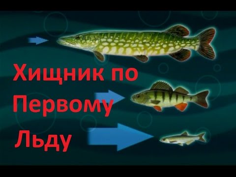 Видео: Диалоги о рыбалке - 108 - Окунь по перволедью.