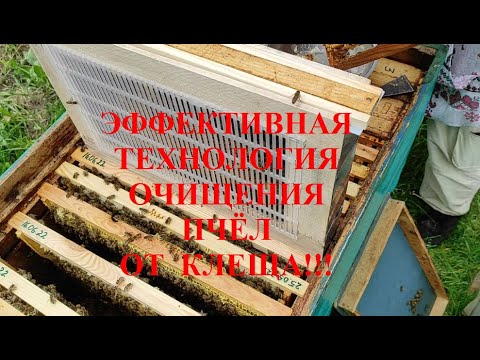 Видео: Ч.5.Эффективное очищение семей от клеща на 100%!!! Однорамочный изолятор!!! Технология применения!!!