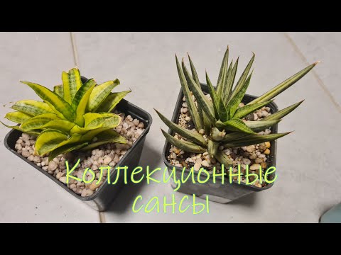 Видео: Распаковка Новые сансевиерии #julia_i_sad #sansevieria #collection #2025 #plants #garden  #цветы