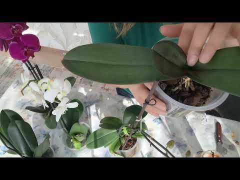 Видео: #орхидея . Өстүрүү сырлары..