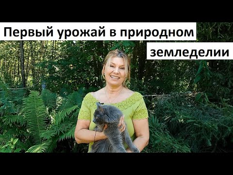 Видео: Первый урожай в природном земледелии.