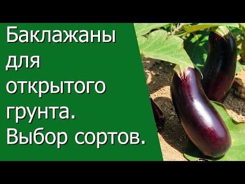 Видео: Баклажаны для открытого грунта  Выбор сортов.