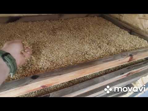 Видео: Сушилка для солода