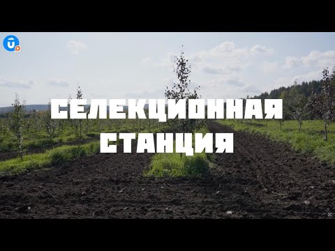 Видео: Селекционная станция Екатеринбурга. Навигатор Live